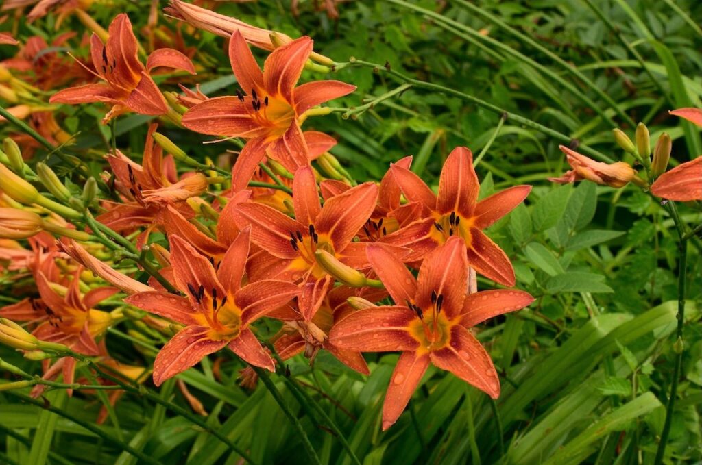 Daylillies