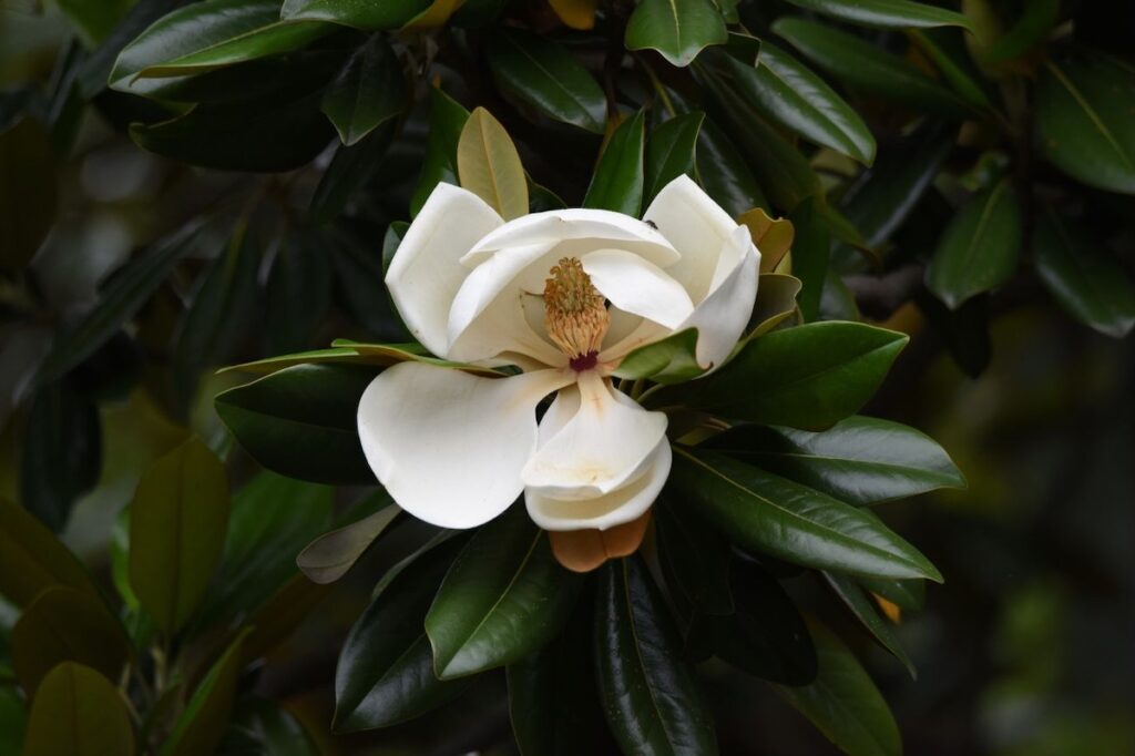 Magnolias