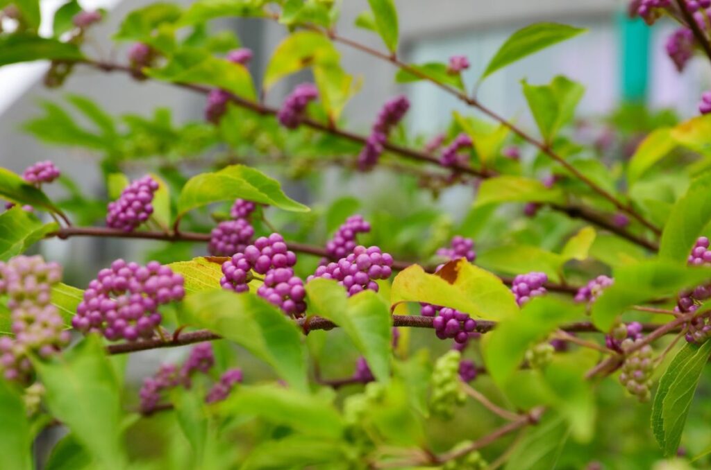 American Beautyberry
