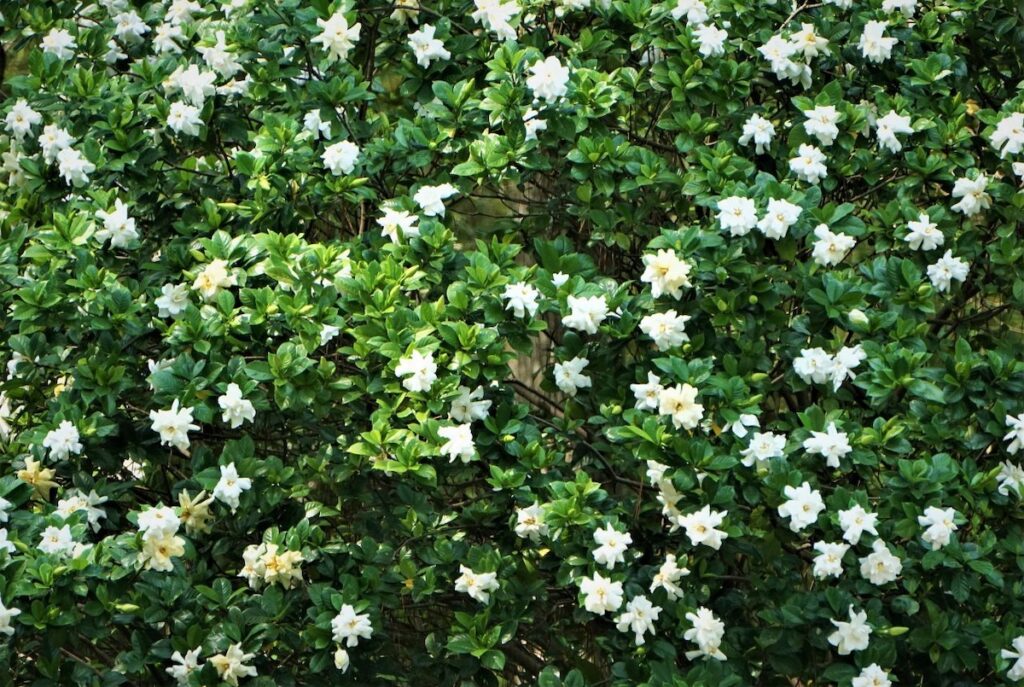 Gardenias