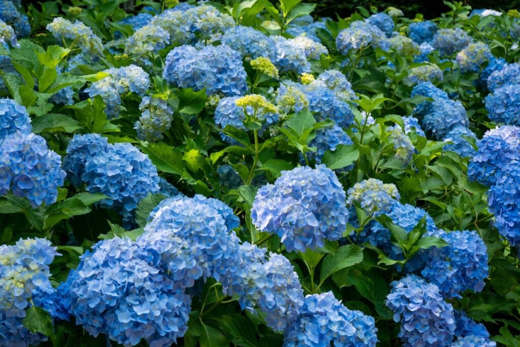 Hydrangeas
