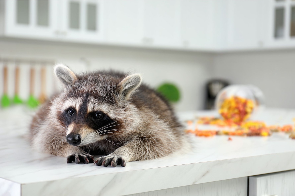 Raccoon lounging in the kitchen