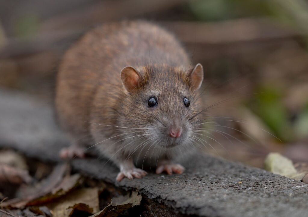 Roof Rat