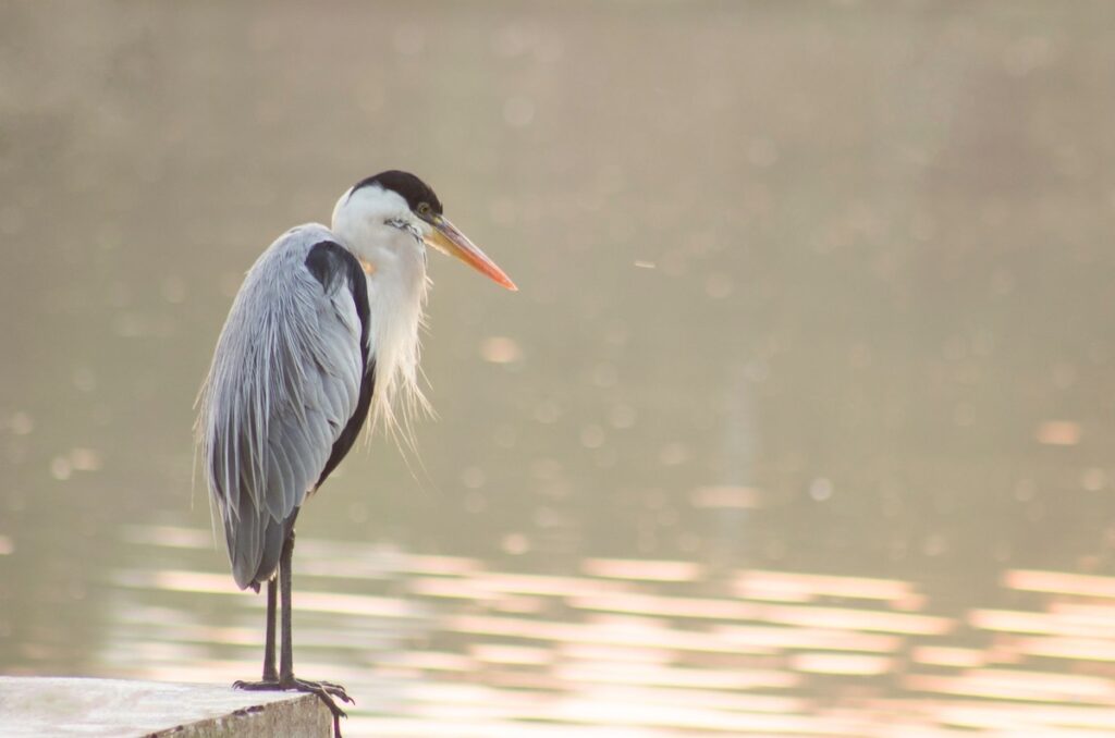 Heron watching for fish