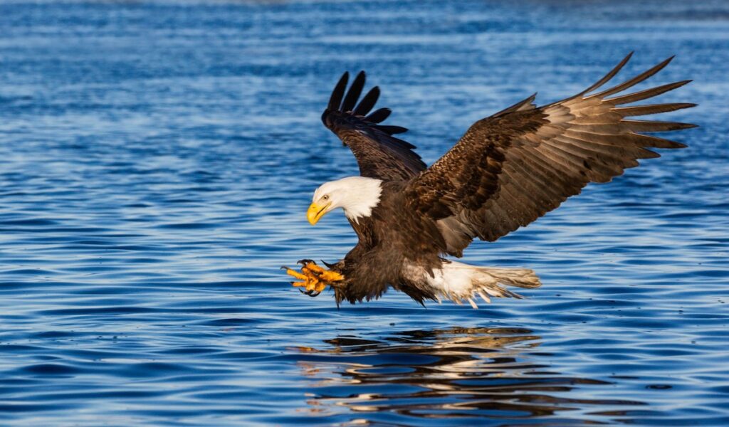 Bald eagle fishing on a lake