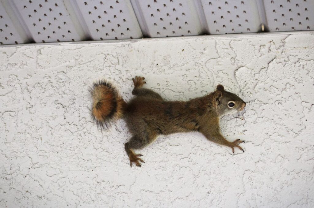Squirrel on the side of a house