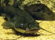 Catfish underwater near structure