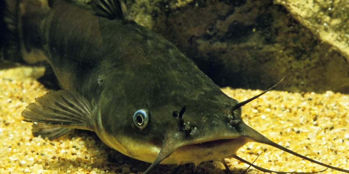 Catfish underwater near structure