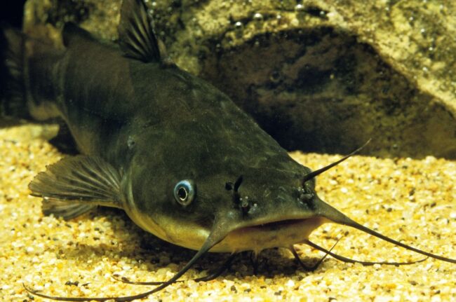 Catfish underwater near structure
