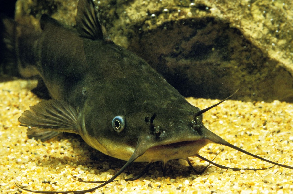 Catfish underwater near structure