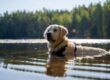 Golden Retriever swimming in a lake