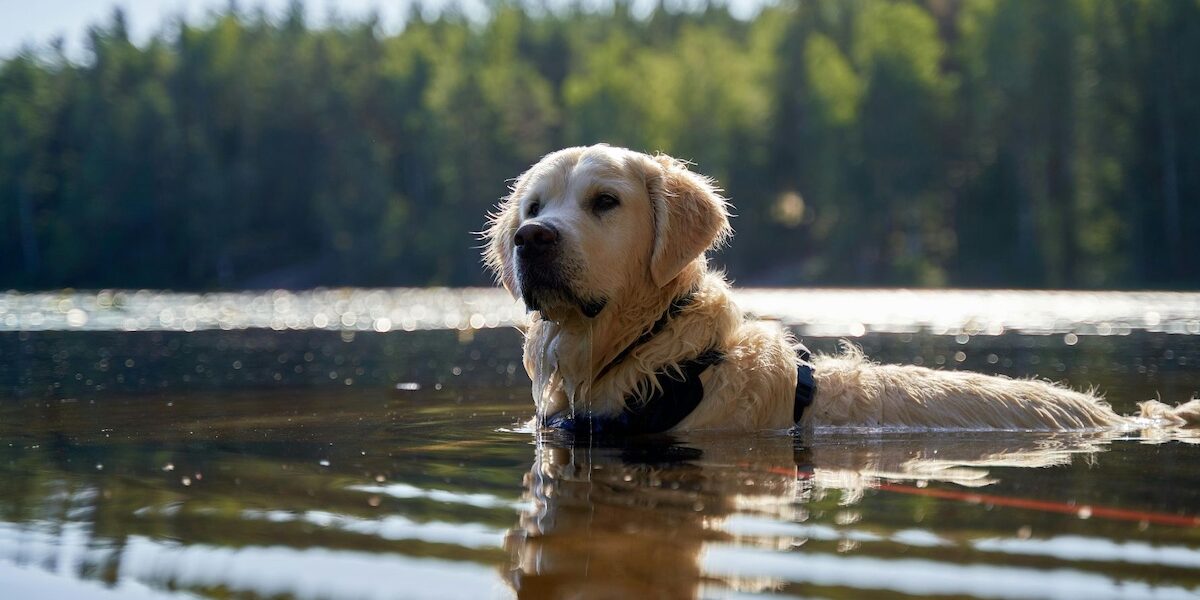 Golden Retriever swimming in a lake