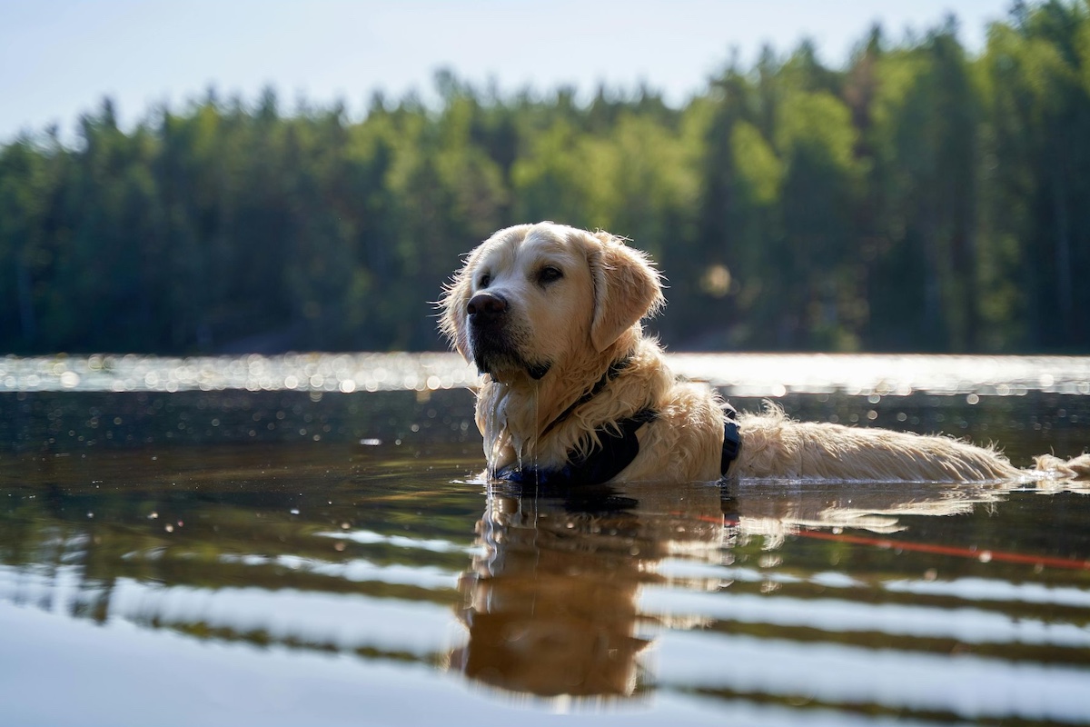 Golden Retriever swimming in a lake