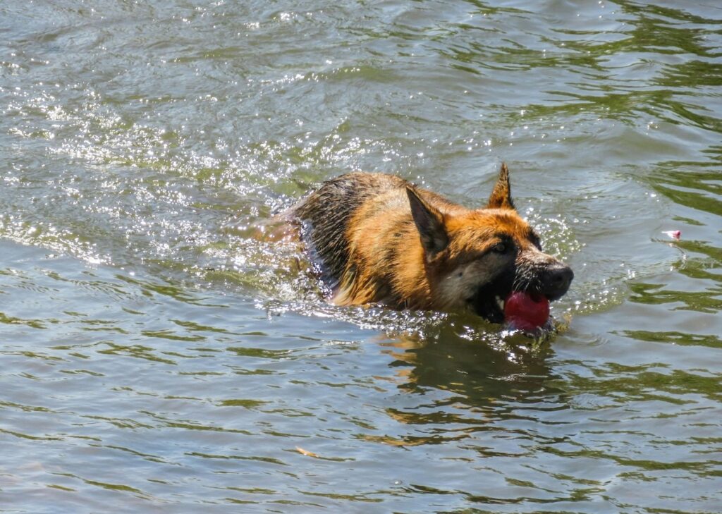 German Shepherd retrieving a ball
