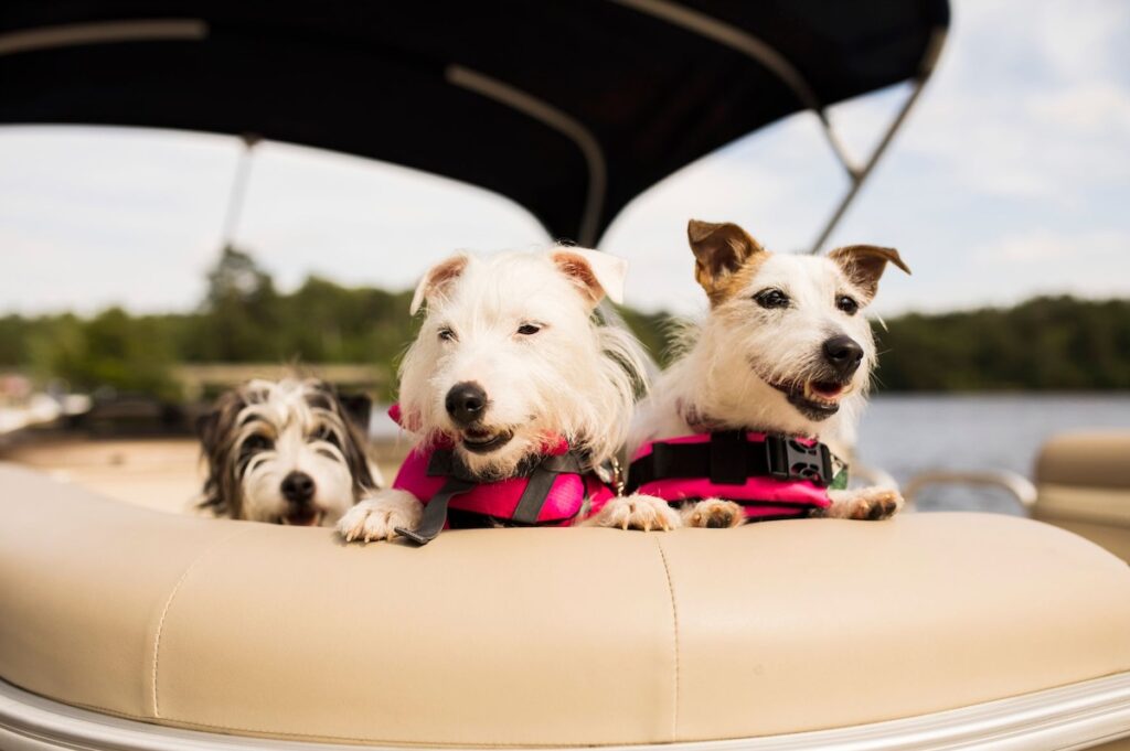 Dogs in a boat