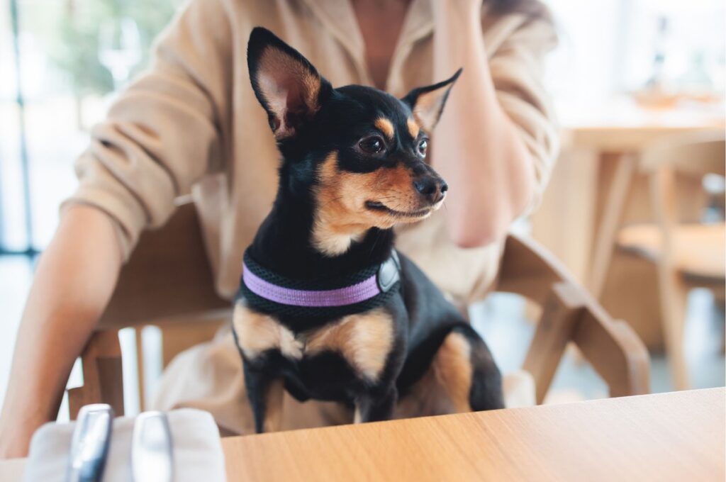 Dog friendly restaurant