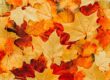 Pile of leaves