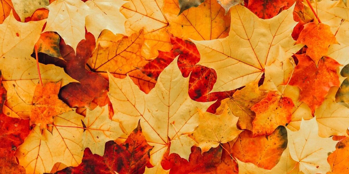 1 Pile of leaves