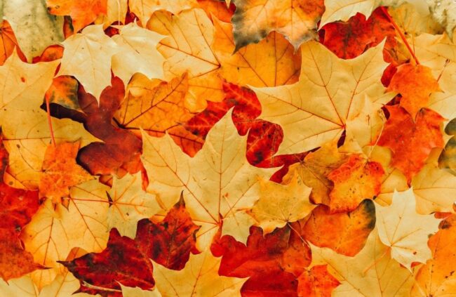 Pile of leaves
