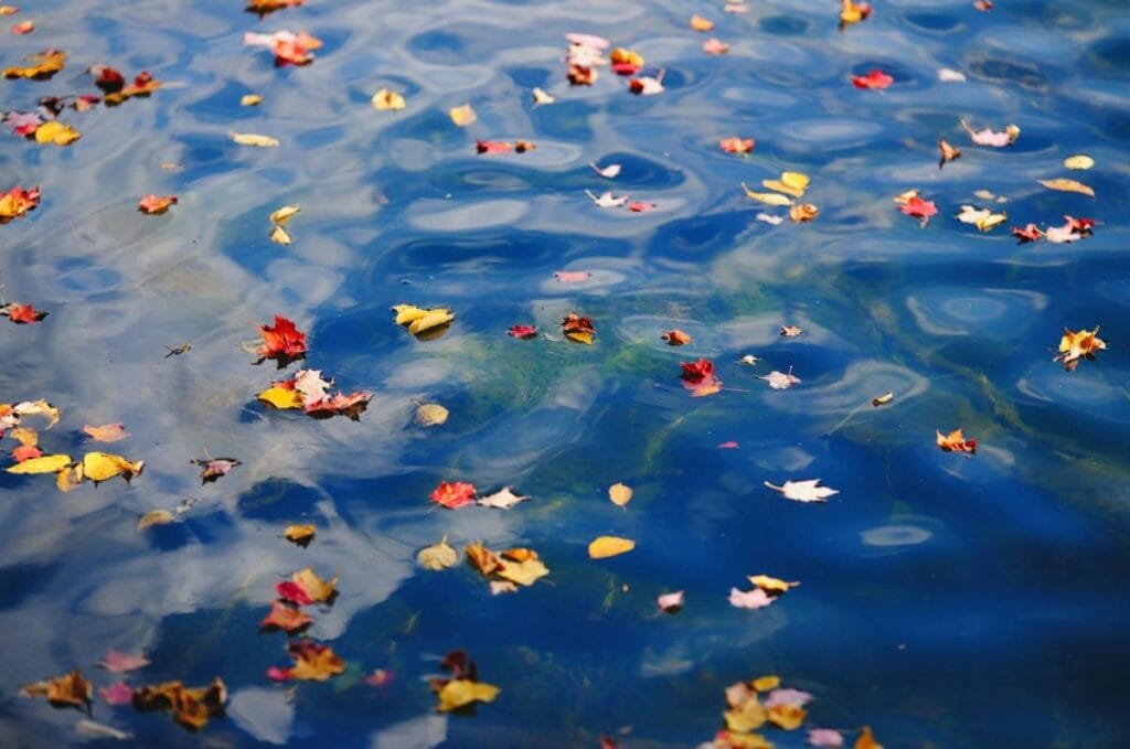 Leaves on water