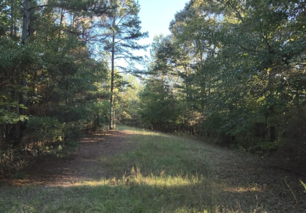 Wooded trail